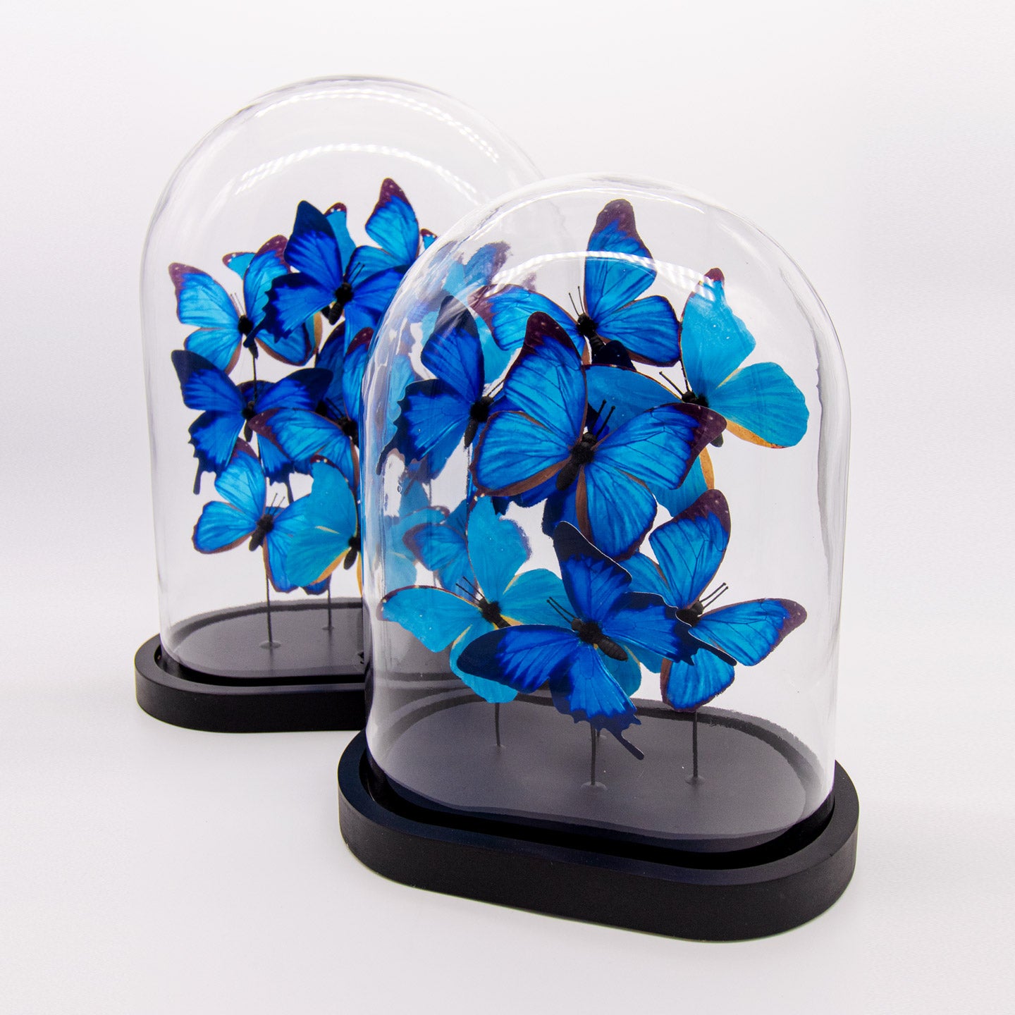 Glasglocke · Schmetterlinge blau